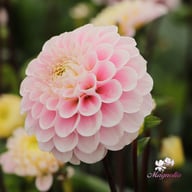 Wizard of Oz Dahlia Knöl