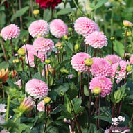 Wizard of Oz Dahlia Knöl