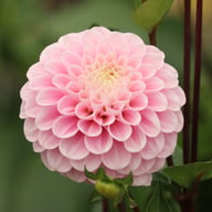 Wizard of Oz Dahlia Tuber