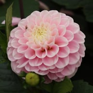 Wizard of Oz Dahlia Tuber
