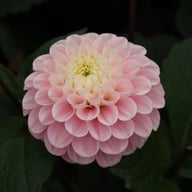 Wizard of Oz Dahlia Tuber
