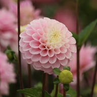 Wizard of Oz Dahlia Tuber