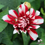 X Factor Dahlia Tuber