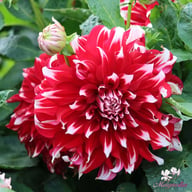 X Factor Dahlia Tuber
