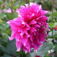 Yarra Falls Dahlia Tuber