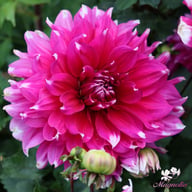 Yarra Falls Dahlia Tuber
