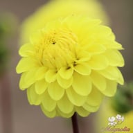 Yellow Don Dahlia Tuber