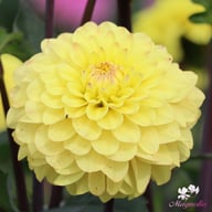 Yellow Don Dahlia Tuber