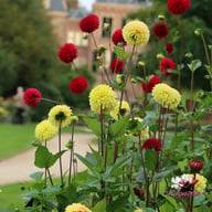 Yellow Don Dahlia Tuber