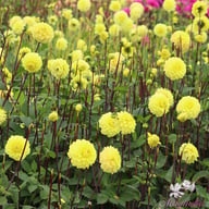 Yellow Don Dahlia Tuber