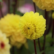 Yellow Don Dahlia Knöl