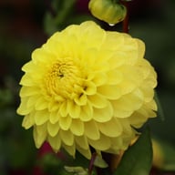 Yellow Don Dahlia Knöl