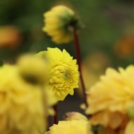 Yellow Don Dahlia Knöl