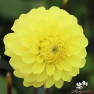 Yellow Don Dahlia Tuber