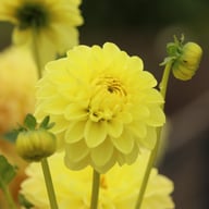 Yellow Heaven Dahlia Tuber