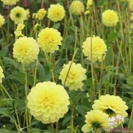 Yellow Heaven Dahlia Tuber
