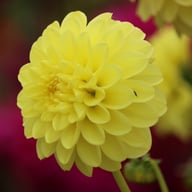 Yellow Heaven Dahlia Tuber