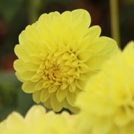 Yellow Heaven Dahlia Tuber
