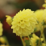 Yellow Heaven Dahlia Tuber