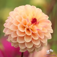 Yellow Jill Dahlia Tuber
