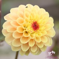Yellow Jill Dahlia Tuber
