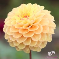 Yellow Jill Dahlia Tuber