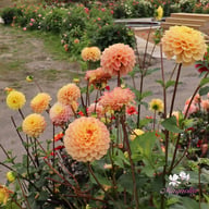 Yellow Jill Dahlia Tuber