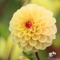 Yellow Jill Dahlia Tuber