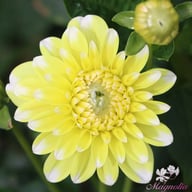 Yellow Perception Dahlia Knöl