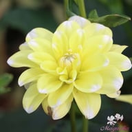 Yellow Perception Dahlia Knöl