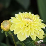 Yellow Perception Dahlia Knöl