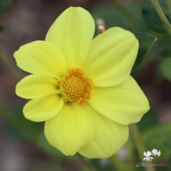 Yellow Sneezy Dahlia Tuber