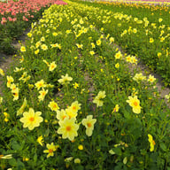 Yellow Sneezy Dahlia Tuber