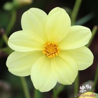 Yellow Sneezy Dahlia Tuber