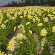 Yellow Star Dahlia Tuber