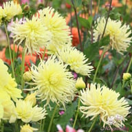 Yellow Star Dahlia Tuber