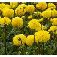 Yellow Stone Tuber