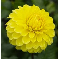 Yellow Stone Dahlia Tuber