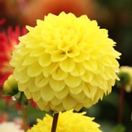 Yellow Stone Dahlia Knöl