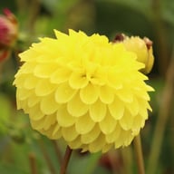Yellow Stone Dahlia Knöl