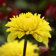 Yellow Stone Dahlia Knöl