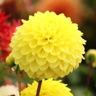 Yellow Stone Dahlia Knöl
