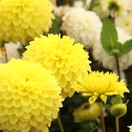 Yellow Stone Dahlia Knöl