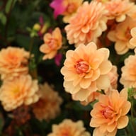 Yelno Harmony Dahlia Tuber
