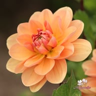 Yelno Harmony Dahlia Knöl