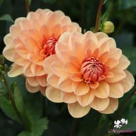 Yelno Harmony Dahlia Knöl