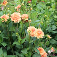 Yelno Harmony Dahlia Knöl