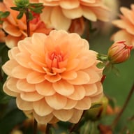 Yelno Harmony Dahlia Tuber