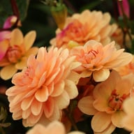 Yelno Harmony Dahlia Tuber