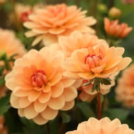 Yelno Harmony Dahlia Tuber